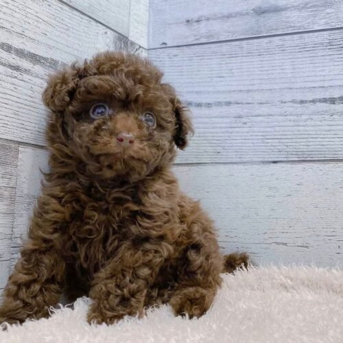 Chocolate Toy Poodle Puppy for Sale – Healthy Small Breed Puppy