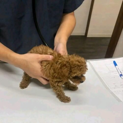 Toy Poodle Puppy for Sale – Healthy Small Breed Puppy