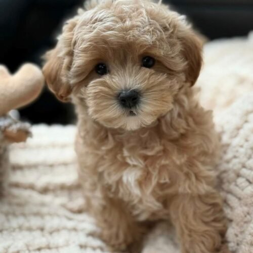 Teacup Maltipoo Puppy for Sale – Healthy Small Breed Puppy