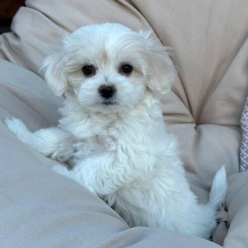 Teacup Maltese Puppy for Sale – Healthy Small Breed Puppy