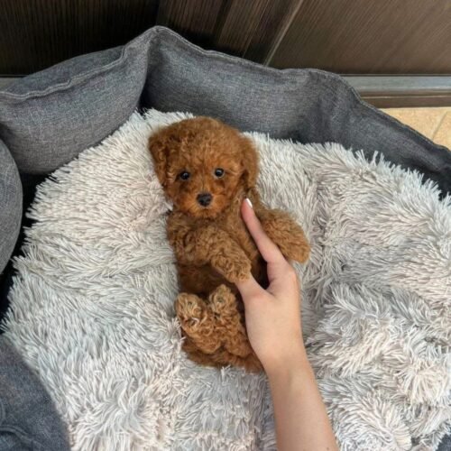 Teacup Red Toy Poodle Puppy for Sale – Healthy Small Breed