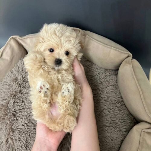 Teacup Cream Maltipoo Puppy for Sale – Healthy Small Breed