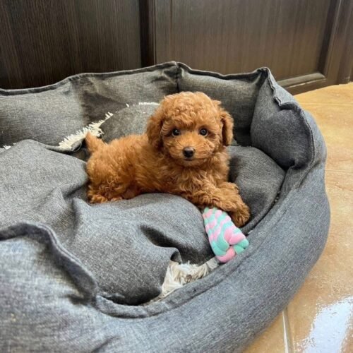 Teacup Apricot Toy Poodle Puppy for Sale