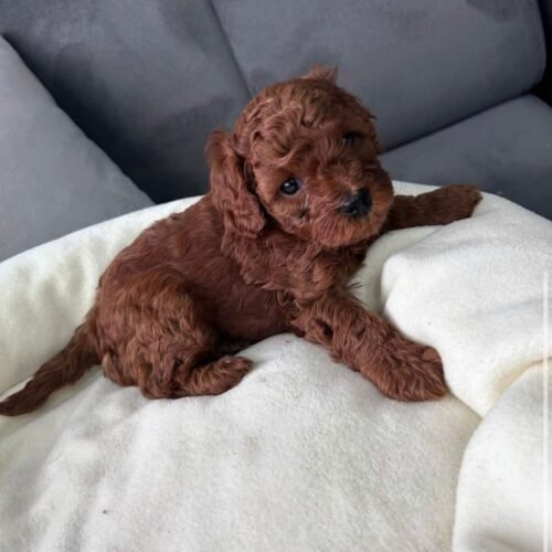 Red Mini Poodle Puppy for Sale – Healthy Small Breed Puppy