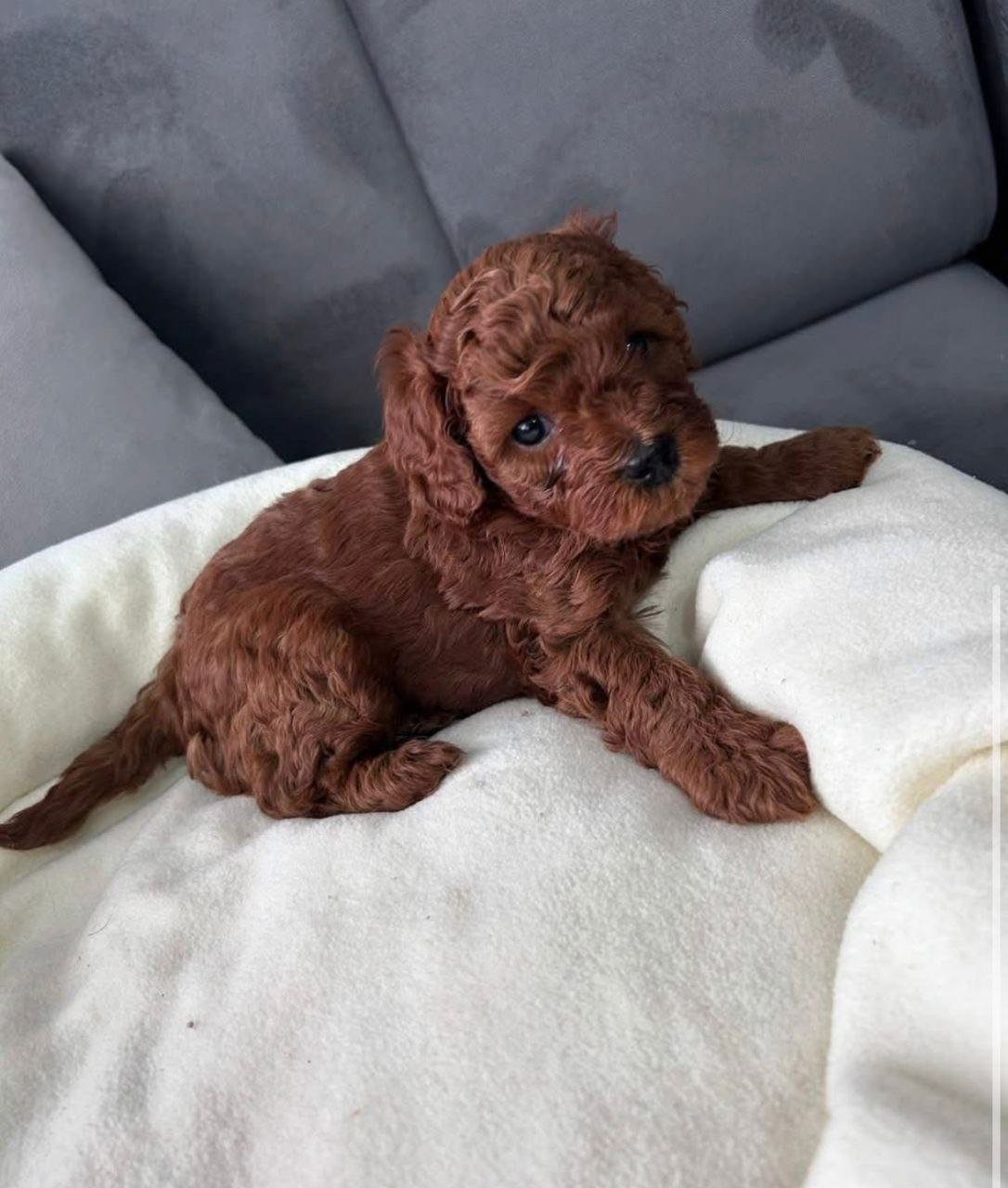 red-mini-poodle-puppy-for-sale-small-breed-puppy