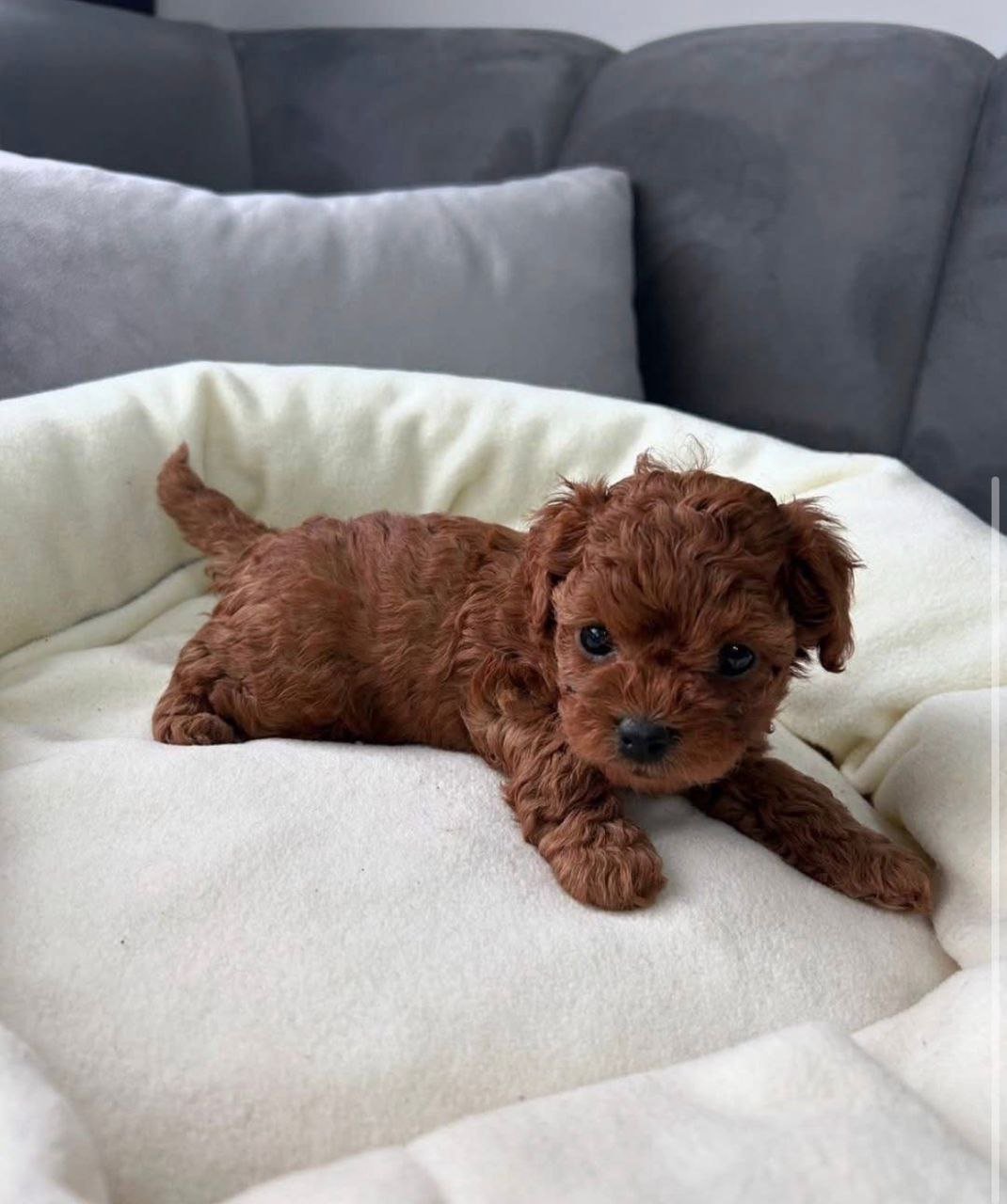 Red Mini Poodle Puppy for Sale – Healthy Small Breed Puppy - Image 2