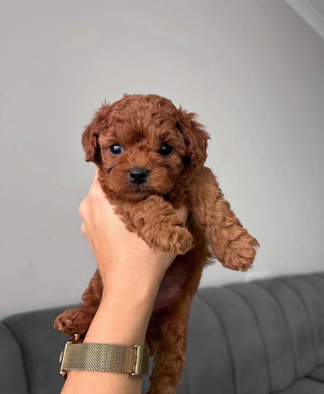 Red Mini Poodle Puppy for Sale – Healthy Small Breed Puppy - Image 3