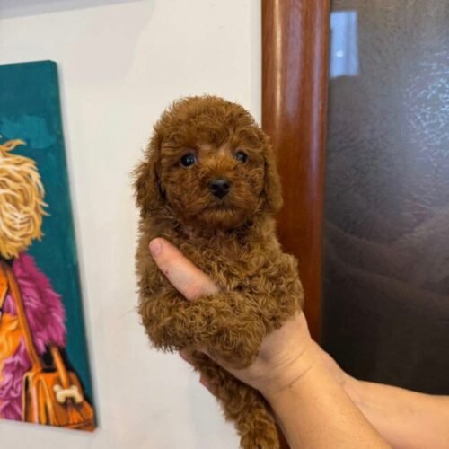 Teacup Red Toy Poodle Puppy for Sale – Healthy Small Breed