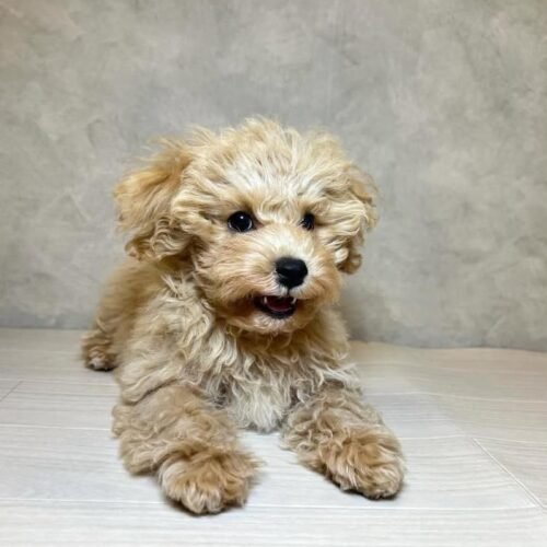Maltipoo Puppy for Sale – Healthy Small Breed Maltipoo