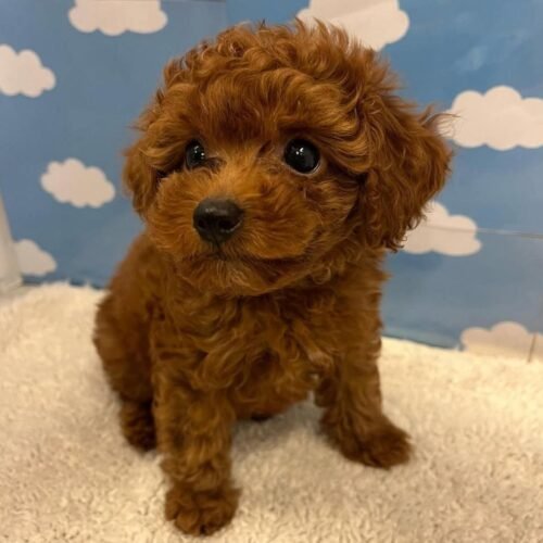 Red Toy Poodle Puppy for Sale – Healthy Small Breed Puppy