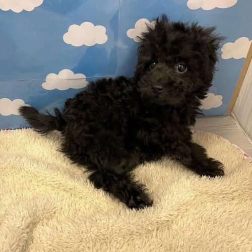Toy Poodle Puppy for Sale – Healthy Small Breed Toy Poodle