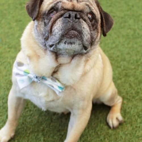 Adult Pug Dog for Sale – Calm and Loving Companion
