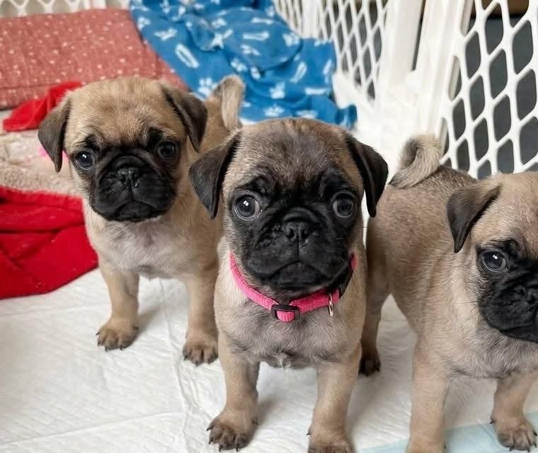 Fawn Pug Puppy for Sale – Cute Small Breed Companion