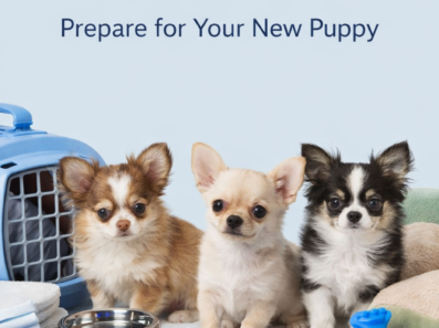 Puppy Essentials Checklist: What Every New Puppy Owner Should Prepare Before Bringing a Puppy Home