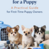 How to Prepare for a Puppy: A Practical Guide for First-Time Puppy Owners