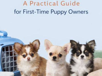 How to Prepare for a Puppy: A Practical Guide for First-Time Puppy Owners