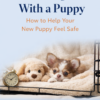 First Night With a Puppy: How to Help Your New Puppy Feel Safe