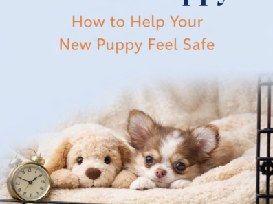 First Night With a Puppy: How to Help Your New Puppy Feel Safe
